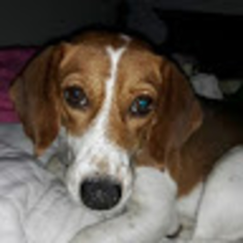 Meet your Posher, Shelby